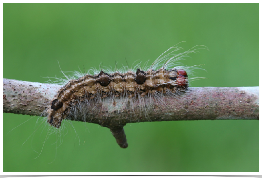 Acronicta morula
Ochre Dagger
Lawrence County, Alabama